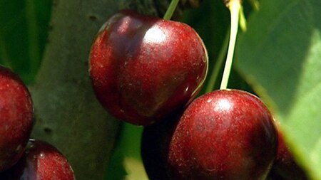 Tasmanian cherries on the point of harvest.