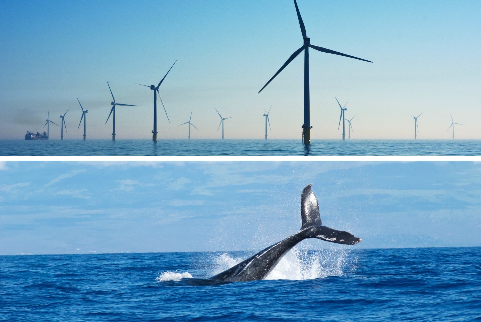 What we know about the impact of offshore wind on whales - ABC listen