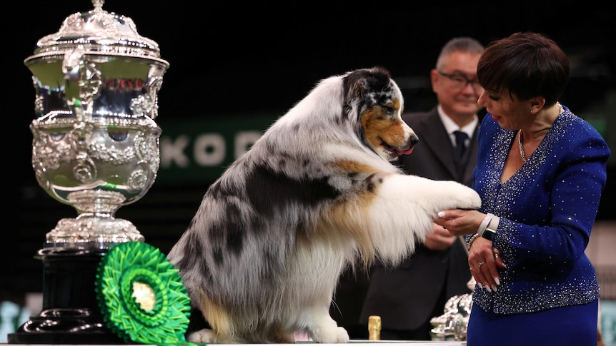Australian Shepherd Viking shakes hands/paws with his handler. There is a large trophy and ribbon next to them.