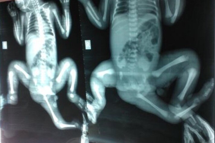 An x-ray of Choity shows her third leg protruding between her other two legs.