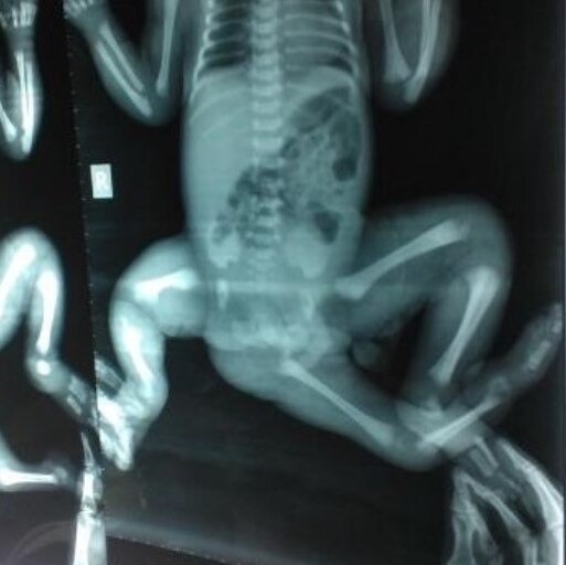 An x-ray of Choity shows her third leg protruding between her other two legs.