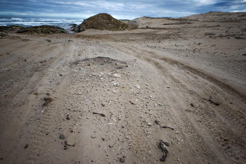 Tracks over midden