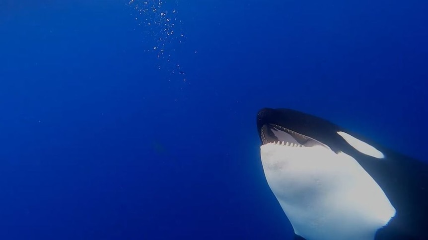 A killer whale lolling in the deep blue sea.