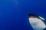 A killer whale lolling in the deep blue sea.