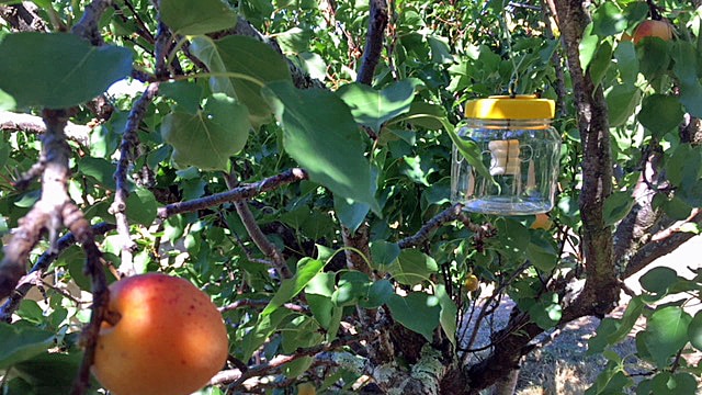 Fruit fly trap next to an apricot
