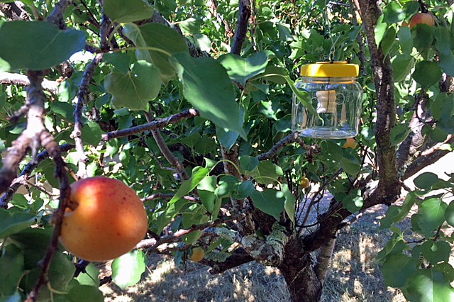 Fruit fly trap next to an apricot