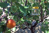Fruit fly trap next to an apricot