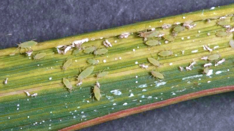 Russian wheat aphids