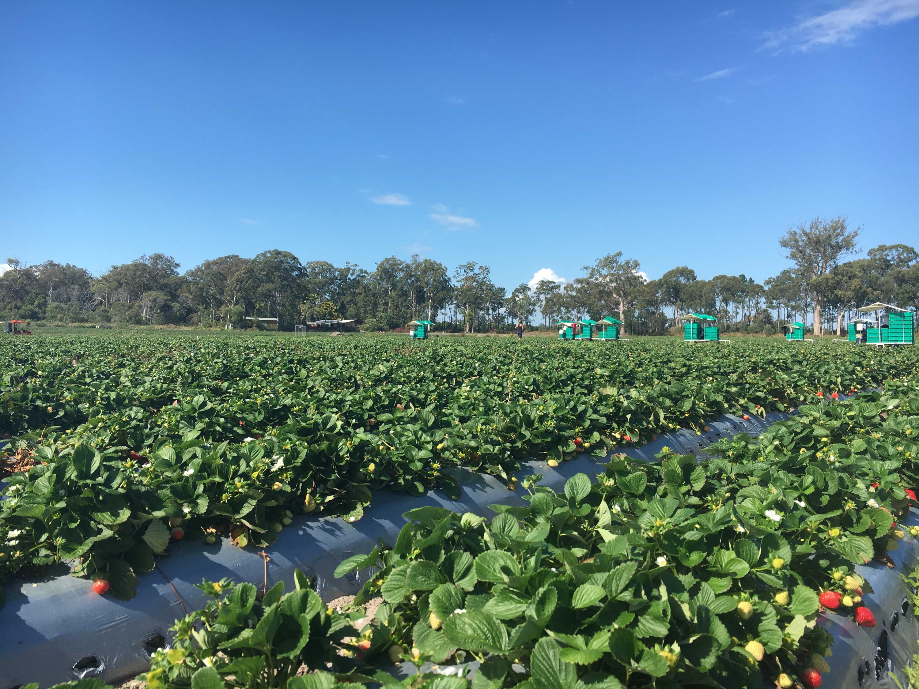 Strawberry growers on Sunshine Coast diversify with 'ugly' fruit and