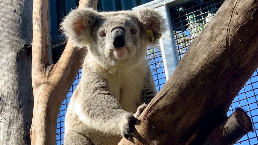 A young koala holds onto a tree in an aviary.