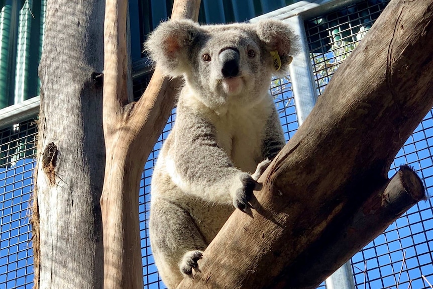 A young koala holds onto a tree in an aviary.