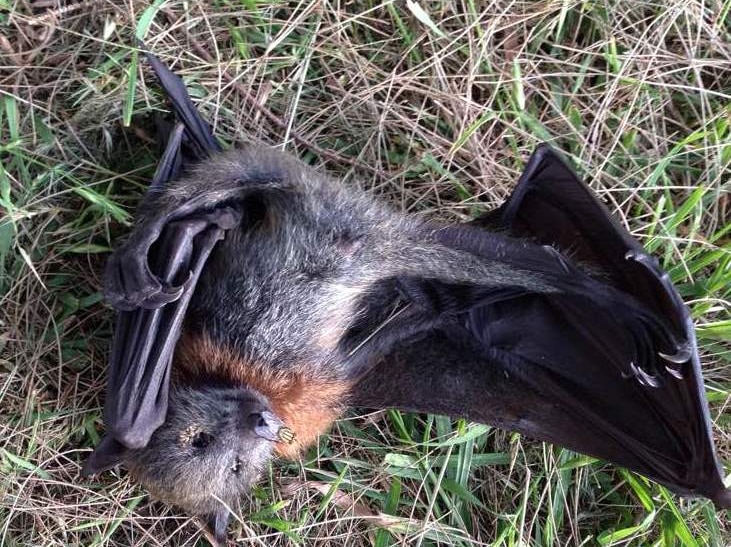 Dead baby flying fox