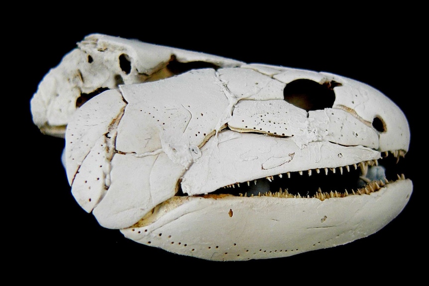 Gogonasus fossil