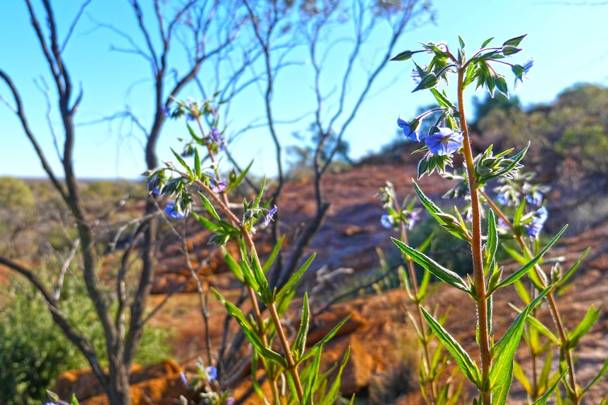 A plant flowers with granite behind it