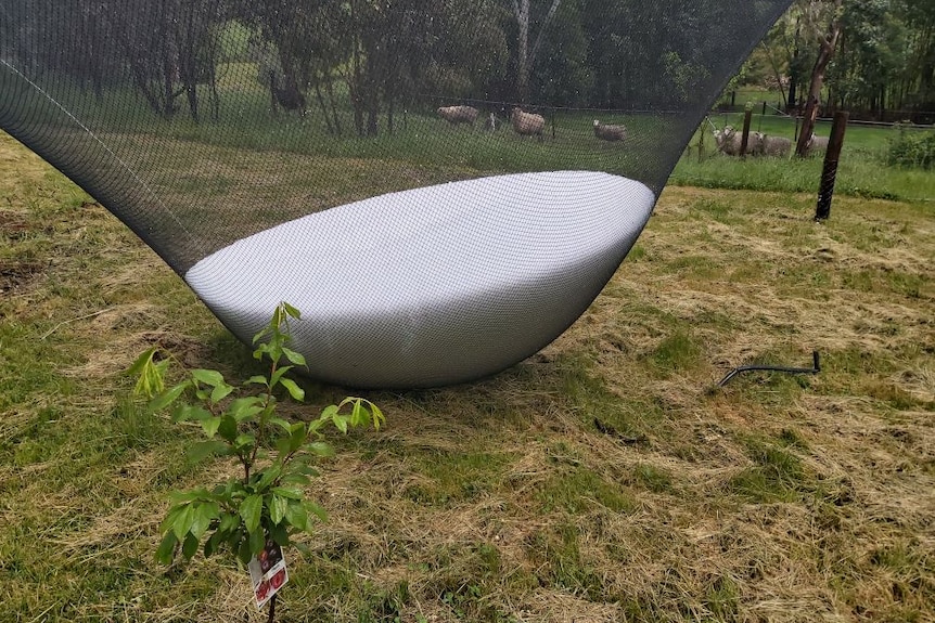 A net with hail in it