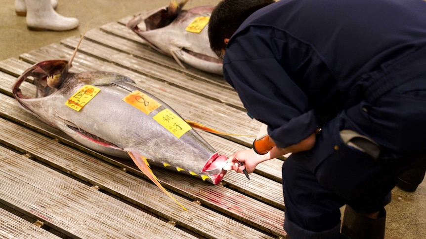 A person shines a torch on and reaches out to a cut section of a large fish carcass sitting on a wooden pallet