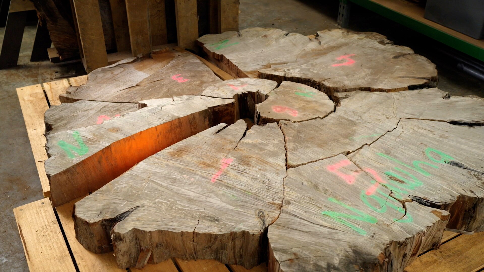 Catalyst: Kauri trees and atmospheric change - ABC Education