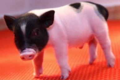 A baby piglet