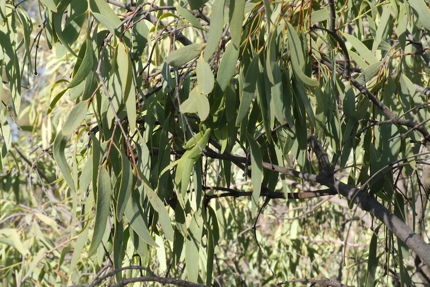 Many green leaves on a tree