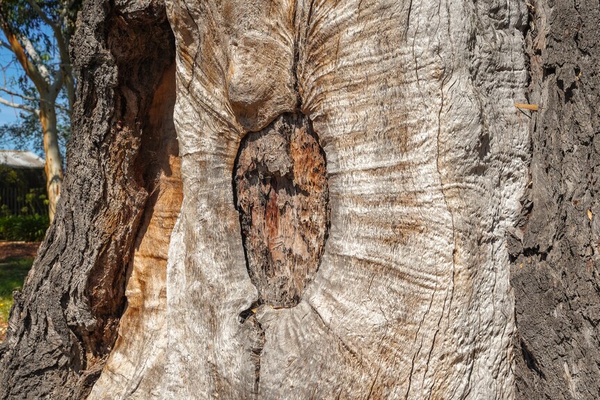A shield-shaped hole is etched out of an old gum tree trunk.