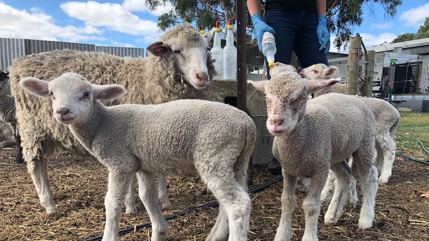 A group of lambs on Kangaroo Island