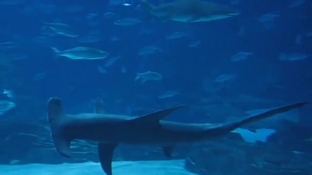 Hammerhead sharks spend most of their time swimming on their side to reduce drag and save energy, new research shows.