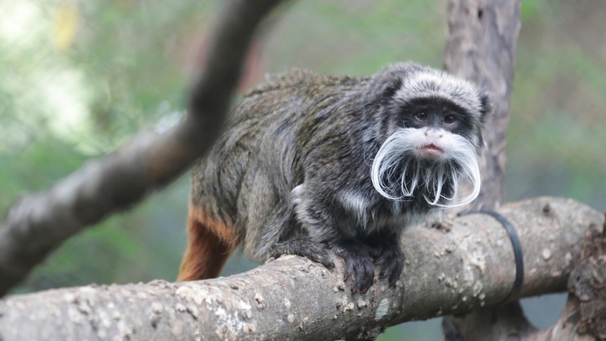 Ce que l’on sait des singes tamarins empereurs capturés au zoo de Dallas
