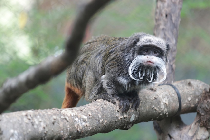 An emperor tamarin monkey at the zoo.