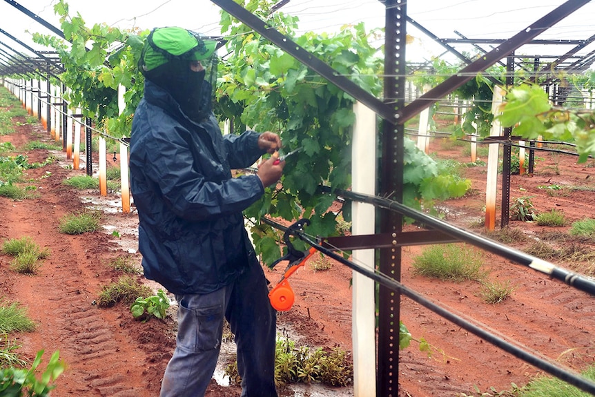 A worker from the Pacific Islands harvests grapes in a wet vineyard.