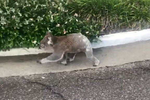 A koala runs on a road.