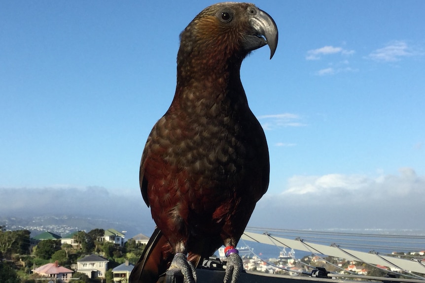 A large dark brown parrot profiled against a blue sky.