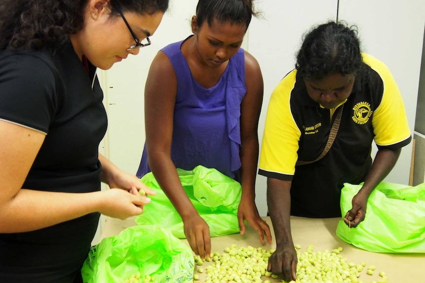 Workers sought through the harvested gubinge super fruit in the West Kimberley
