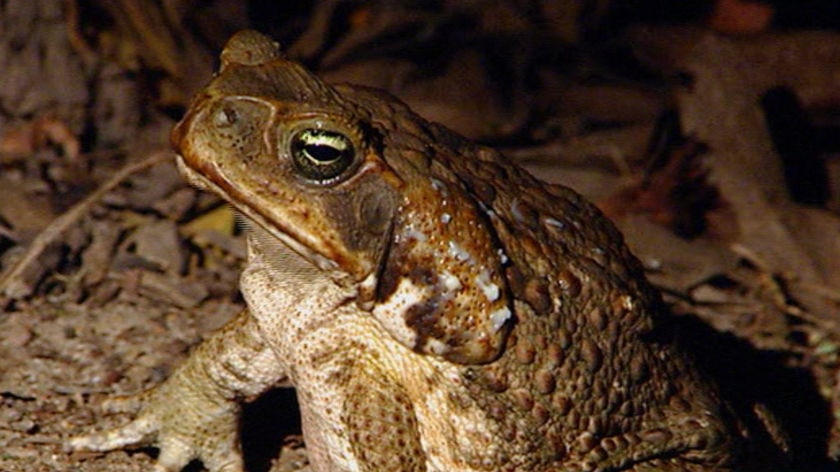 On the lookout for cane toads in pot plants. [file]