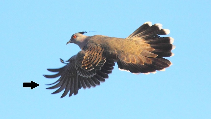 A crested pigeon in flight, viewed from the side.