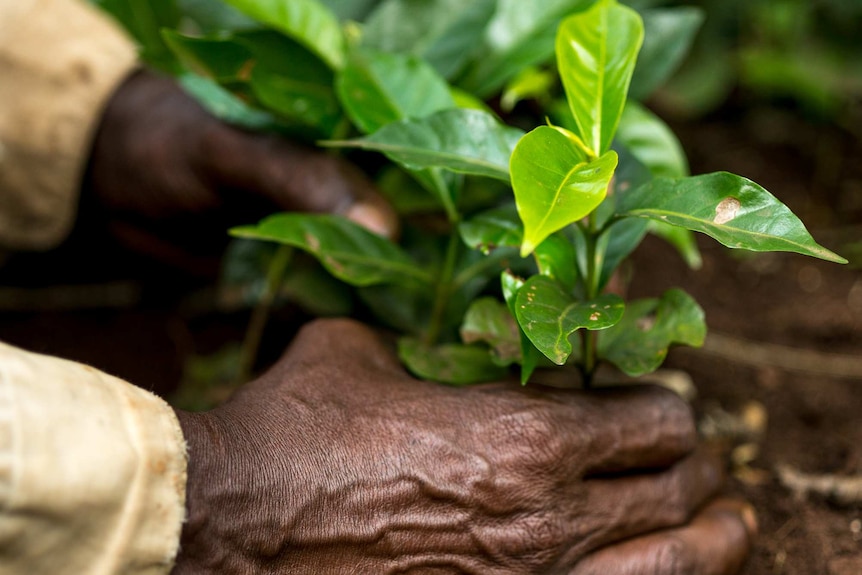 Hands cradle young arabica coffee plants.