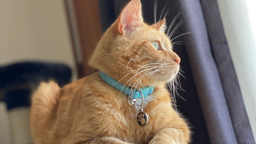 A ginger cat wearing a blue collar looks out a window