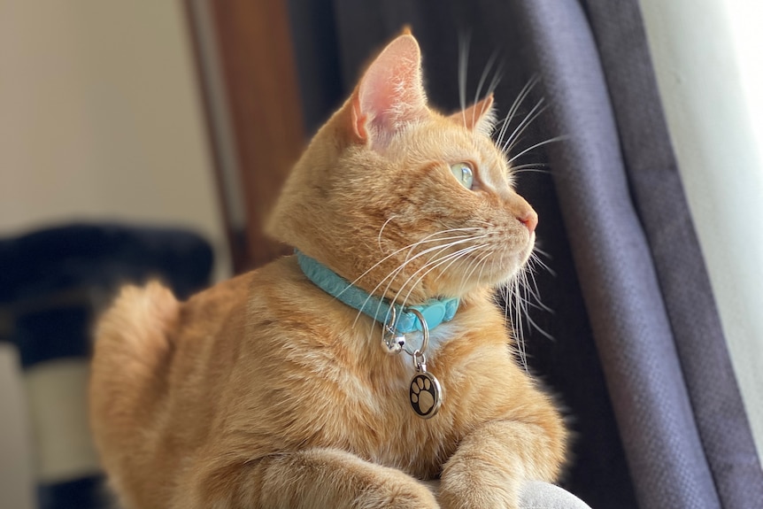 A ginger cat wearing a blue collar looks out a window