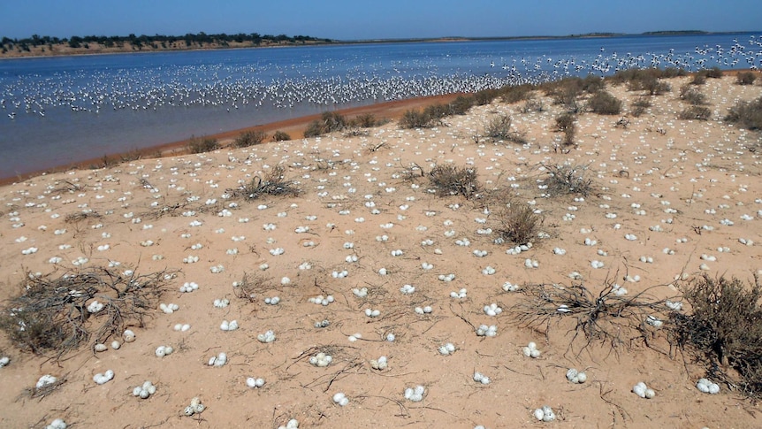 Banded stilts lay eggs at Lake Ballard near Kalgoorlie