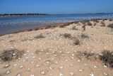 Banded stilts lay eggs at Lake Ballard near Kalgoorlie