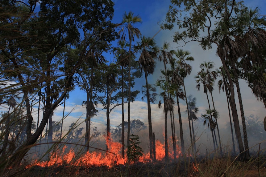 A small grass fire moves through Livistona palms