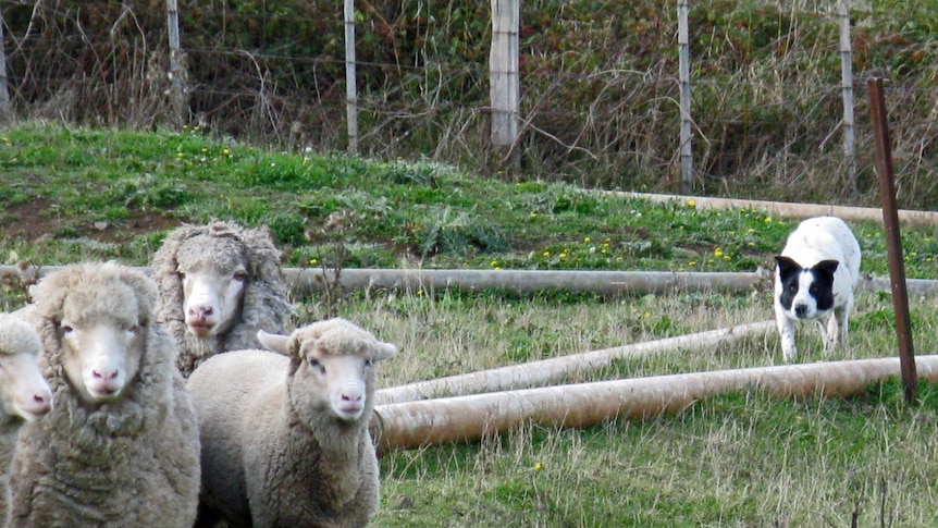 A sheepdog gets ready to round up sheep in a paddock.