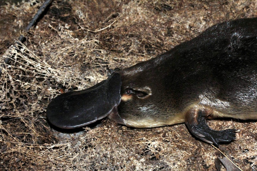 A platypus crawls along the ground at night