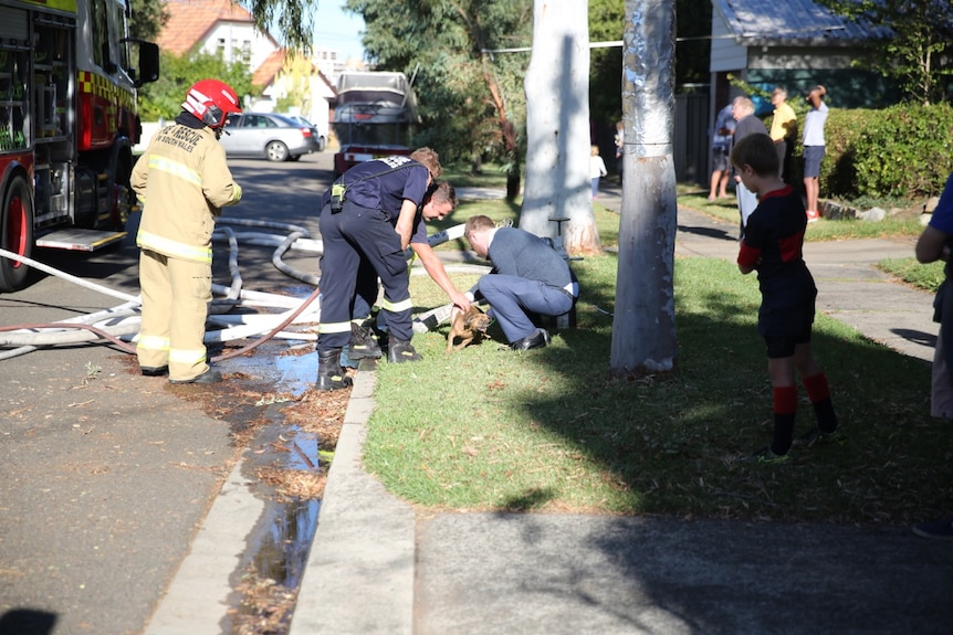 A small dog is treated on the side of the road after being rescued from a house fire.