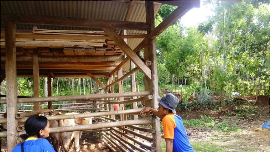 Australian knowledge will help Indonesia's small cattle farmers increase their herds