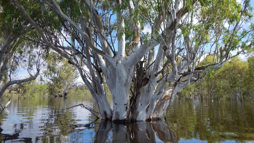 River red gum in water