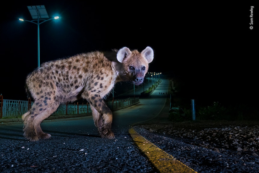 A spotted hyena on a highway at night looks directly into the camera 