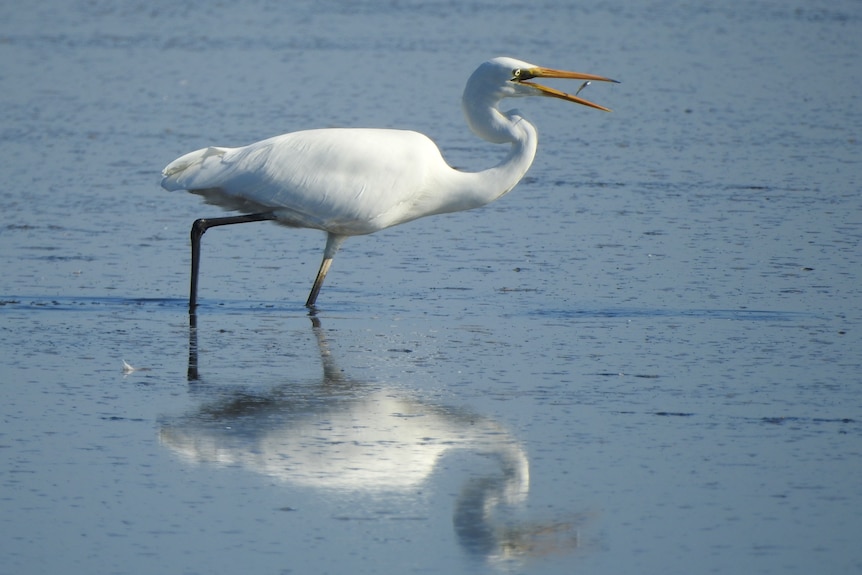 A white bird with long legs and long beak eating fish reflected in water.