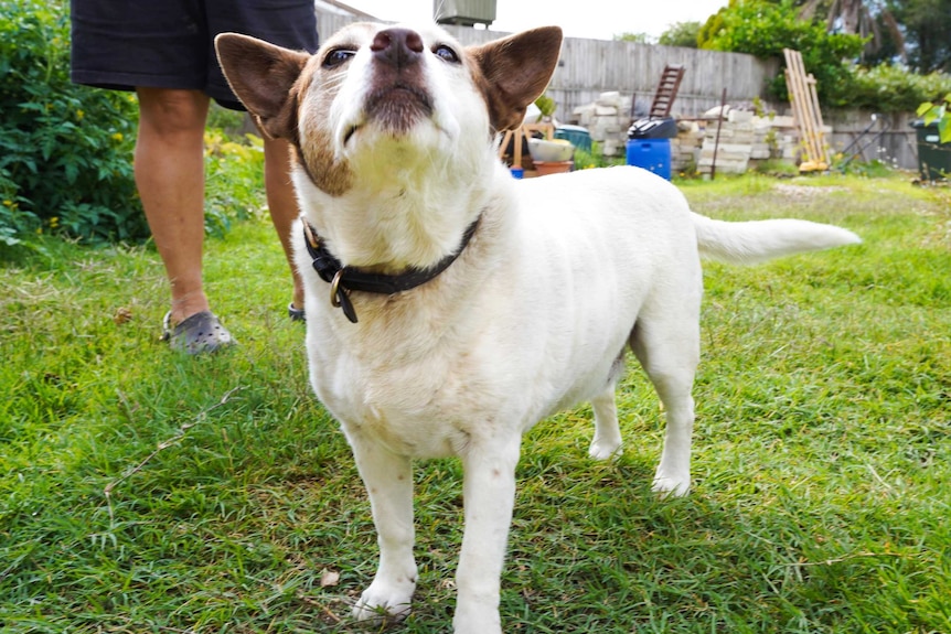 A small dog on a grassy lawn stares up down his nose at the camera.