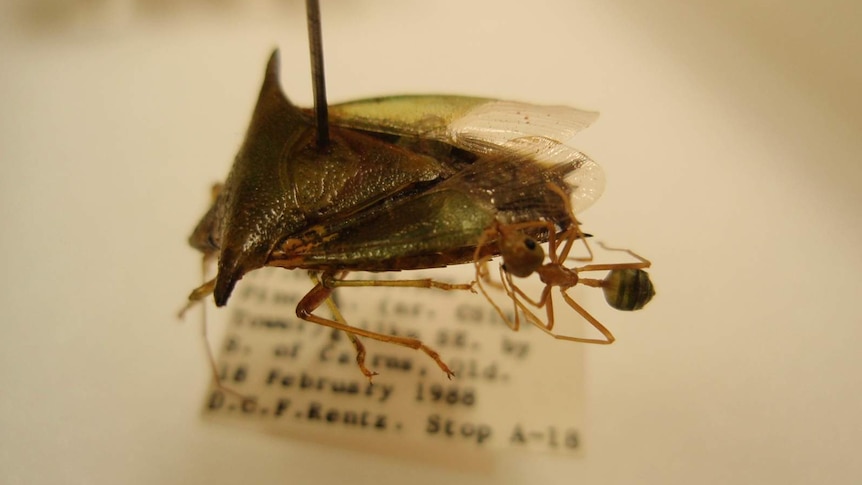 CSIRO insect collection
