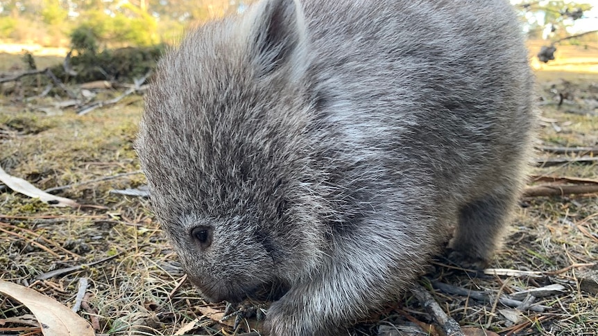 Photo of wombat foraging.